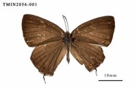 藏品(阿里山鐵灰蝶)的圖片